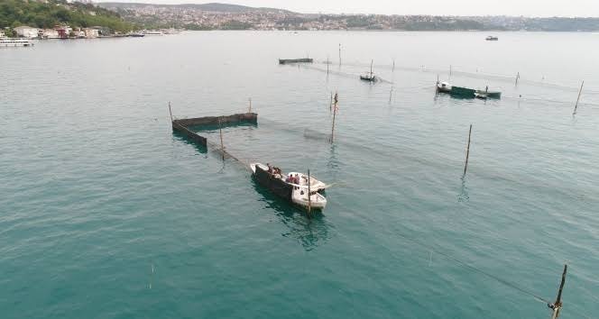 Karadeniz’den balık popülasyonun en