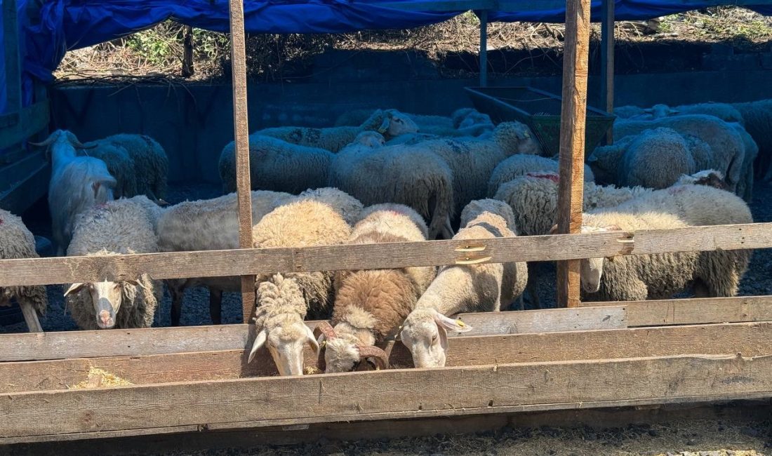 Zonguldak’ta kurban bayramına sayılı