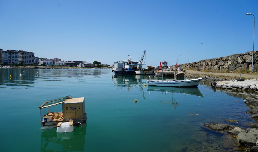 Balıkçılar, yavru ördekleri için