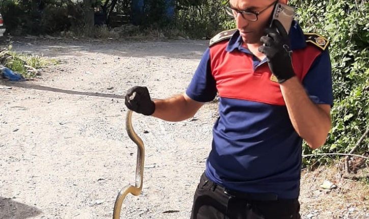 Zonguldak‘ın Alaplı ilçesinde bir