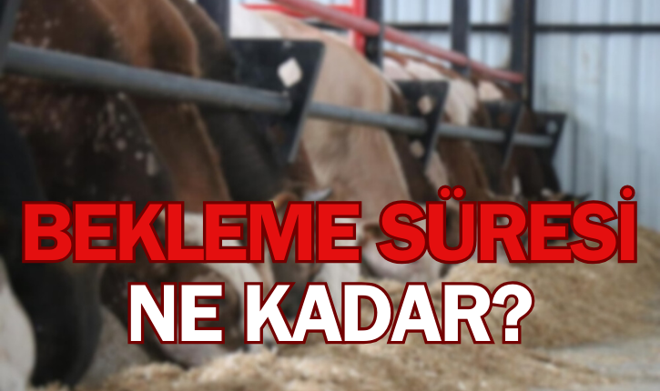 Kurban Bayramında leziz sofralar