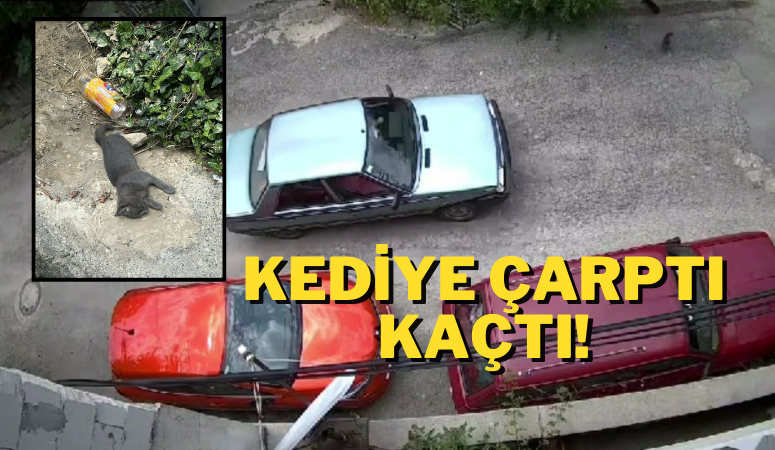 Otomobilin çarptığı kedi telef