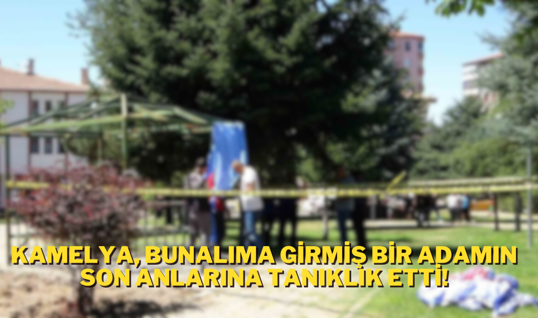 Bir şahıs, parktaki kamelyaya