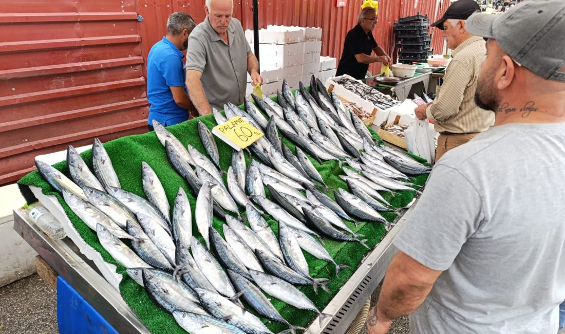 Zonguldak'ta Palamut Ucuzladı: Balık