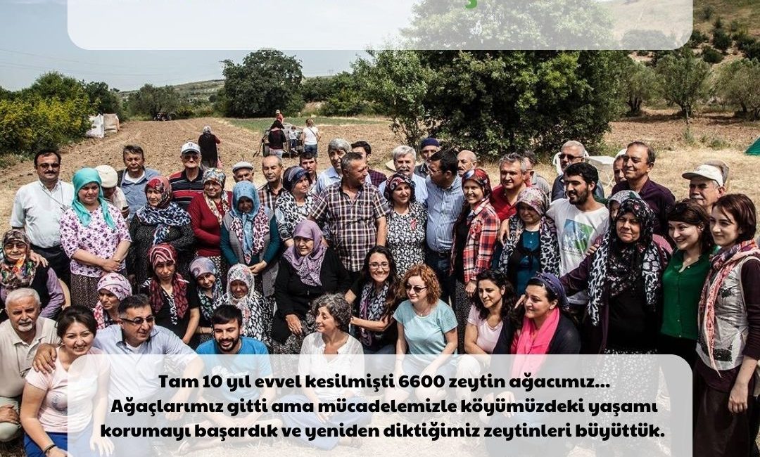 Yırca Zeytin Şenliği 2024: