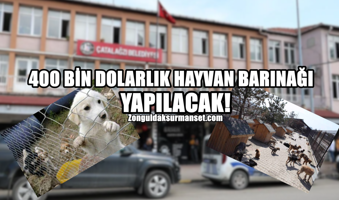 Çatalağzı Belediyesi, hayvanseverlerin yüzünü