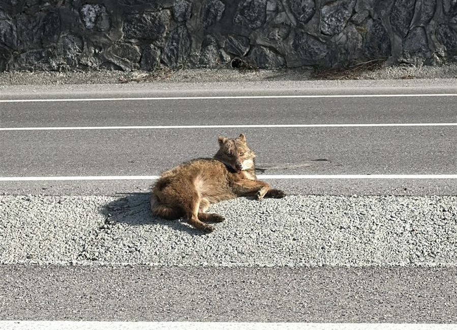 Zonguldak-Ankara karayolunda seyreden 74